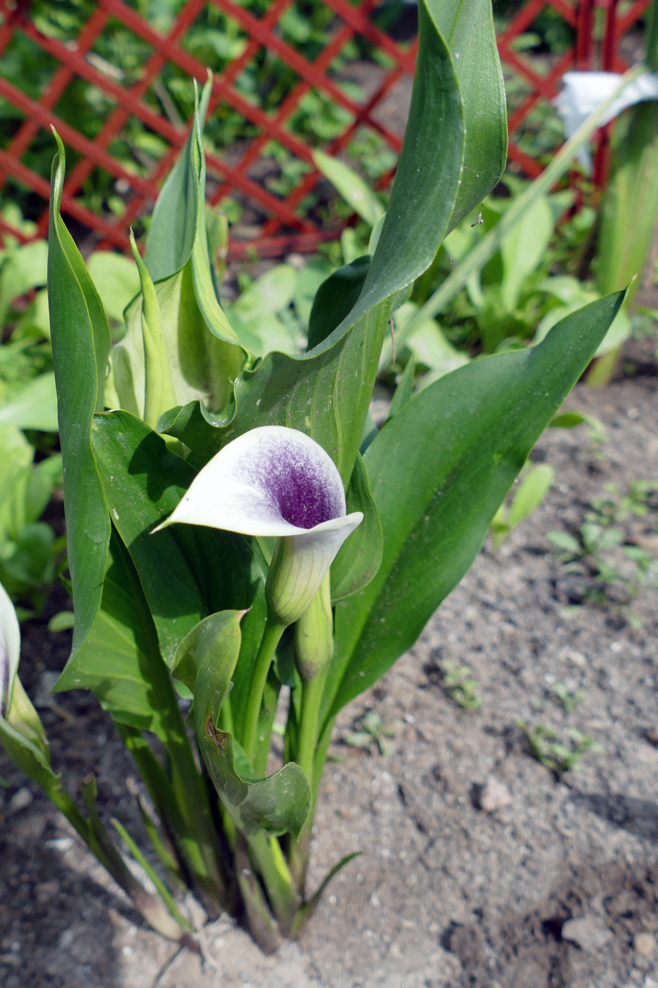 Изображение особи род Zantedeschia.