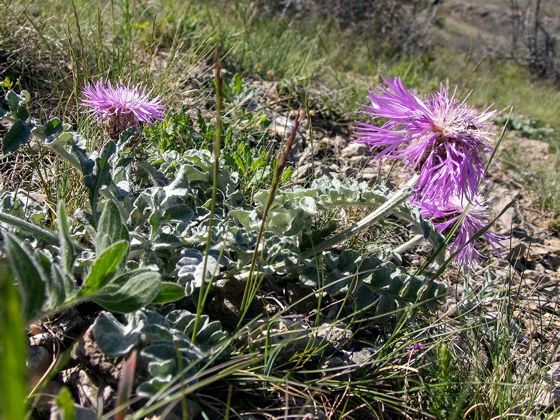 Изображение особи Psephellus declinatus.