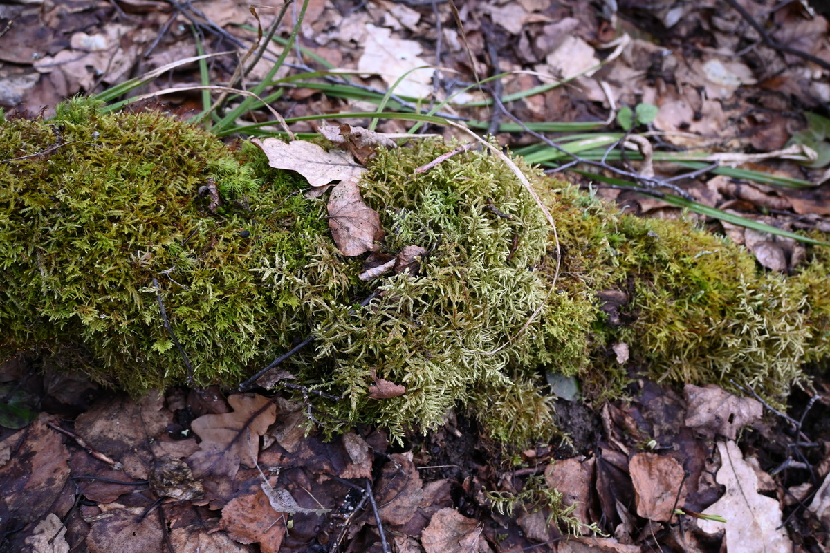 Изображение особи отдел Bryophyta.