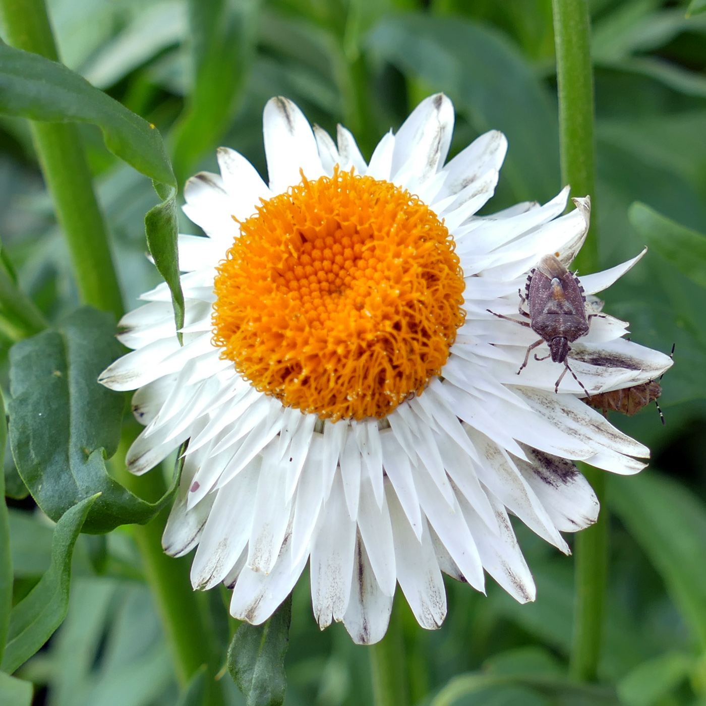 Изображение особи Xerochrysum bracteatum.