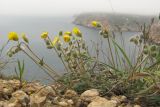 Helianthemum georgicum