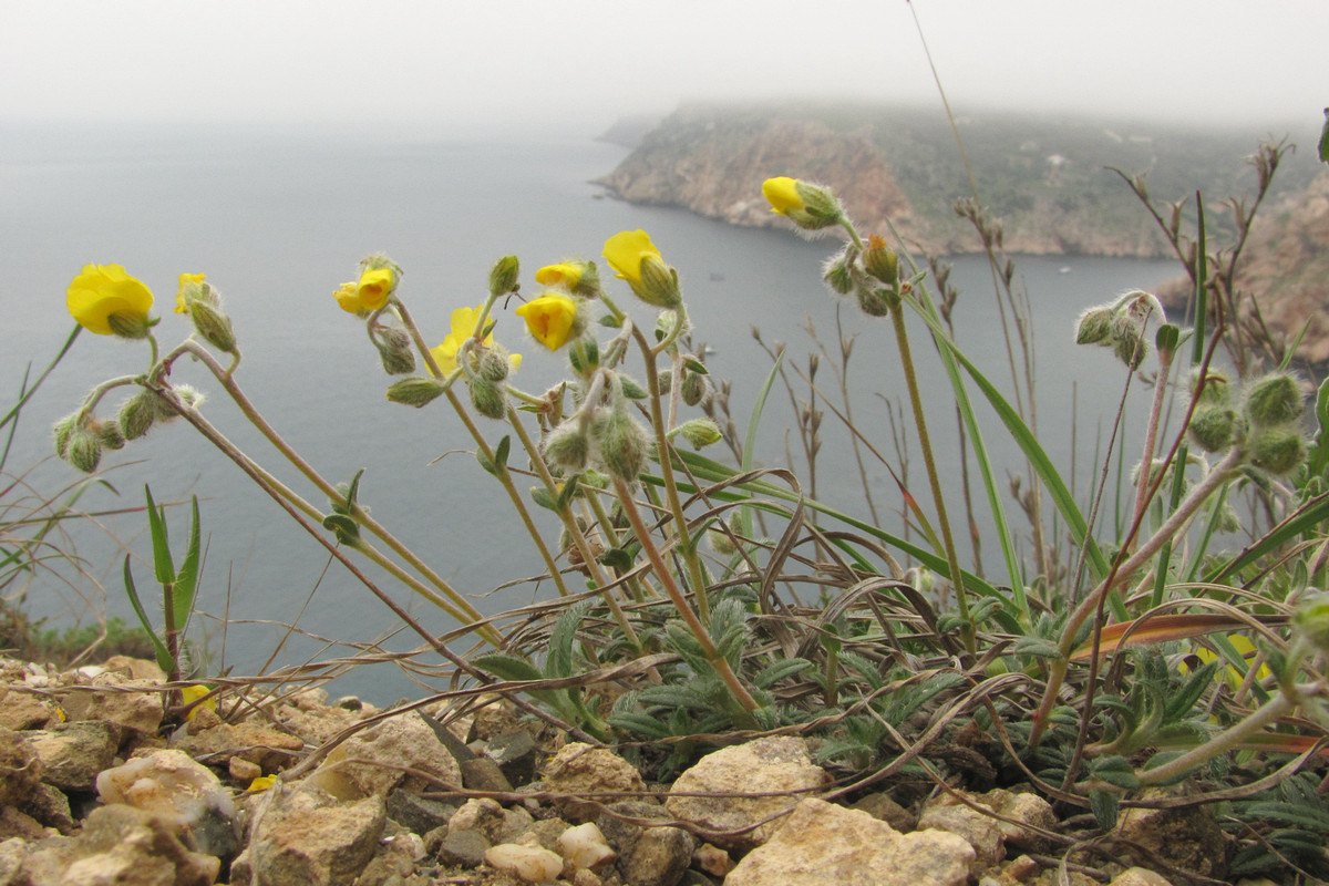 Изображение особи Helianthemum georgicum.