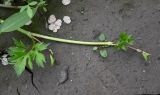 Ranunculus repens