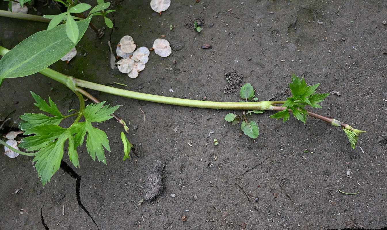 Image of Ranunculus repens specimen.