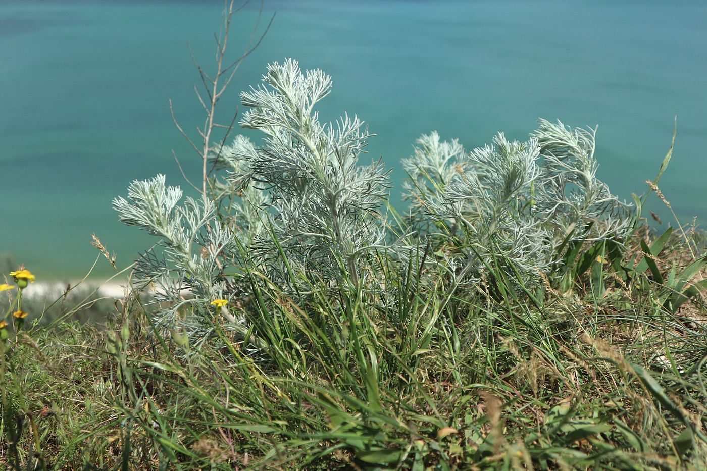 Image of Artemisia marschalliana specimen.