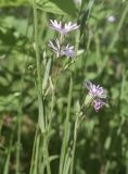 Coccyganthe flos-cuculi