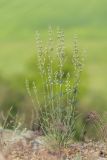 Silene borysthenica. Отцветающее растение. Ростовская обл., Красносулинский р-н, дол. р. Кундрючья, каменистая степь. 17.05.2026.