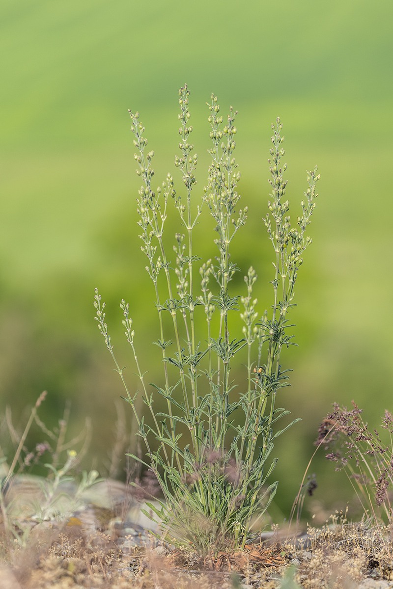 Image of Silene borysthenica specimen.