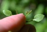 Androsace filiformis. Листья (один повреждён). Тульская обл., Заокский р-н, Бутиково, лесная дорога. 28.06.2026.