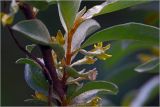 Elaeagnus commutata. цветки. Московская обл., Раменский р-н, окр. дер. Хрипань, садовый участок. 01.06.2026.