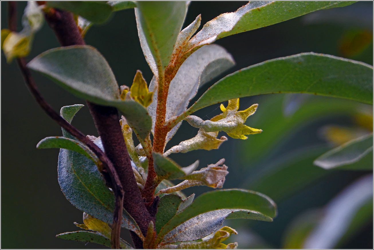 Image of Elaeagnus commutata specimen.