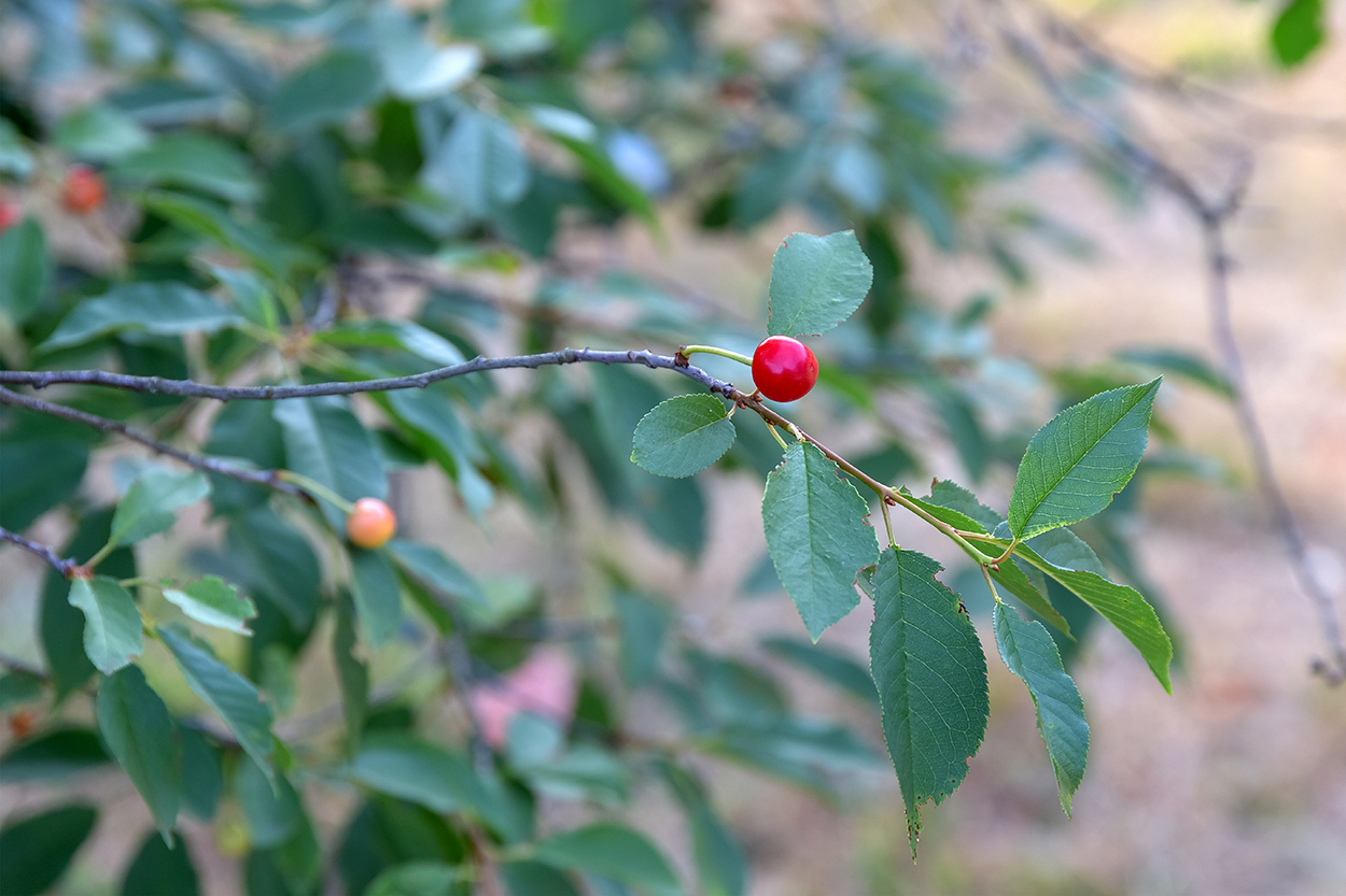 Изображение особи Cerasus vulgaris.