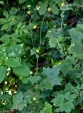 Mycelis muralis
