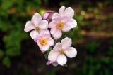 Anemone vitifolia