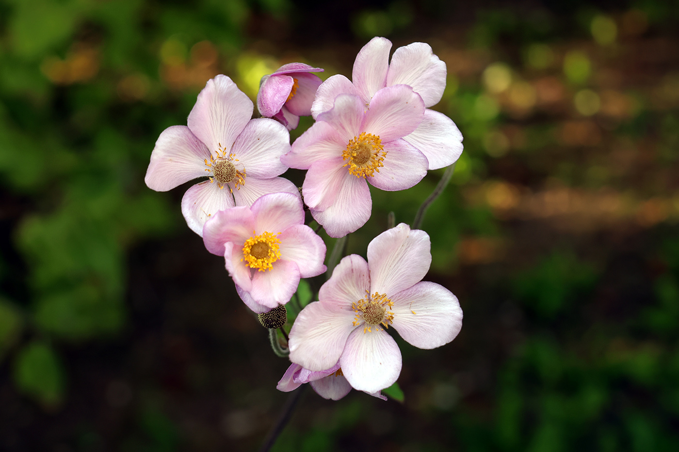 Image of Anemone vitifolia specimen.