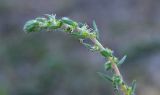 Bassia hyssopifolia. Верхушка цветущей веточки. Астраханская обл., Камызякский р--н, окр. с. Нижнекалиновский, левобережье ер. Большой Кашкалдак, солонцеватый участок пастбищного луга. 11.09.2026.
