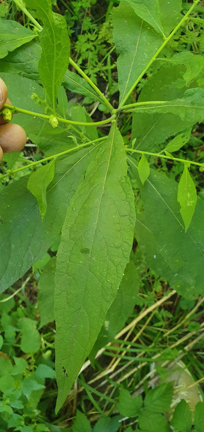 Image of Carpesium abrotanoides specimen.