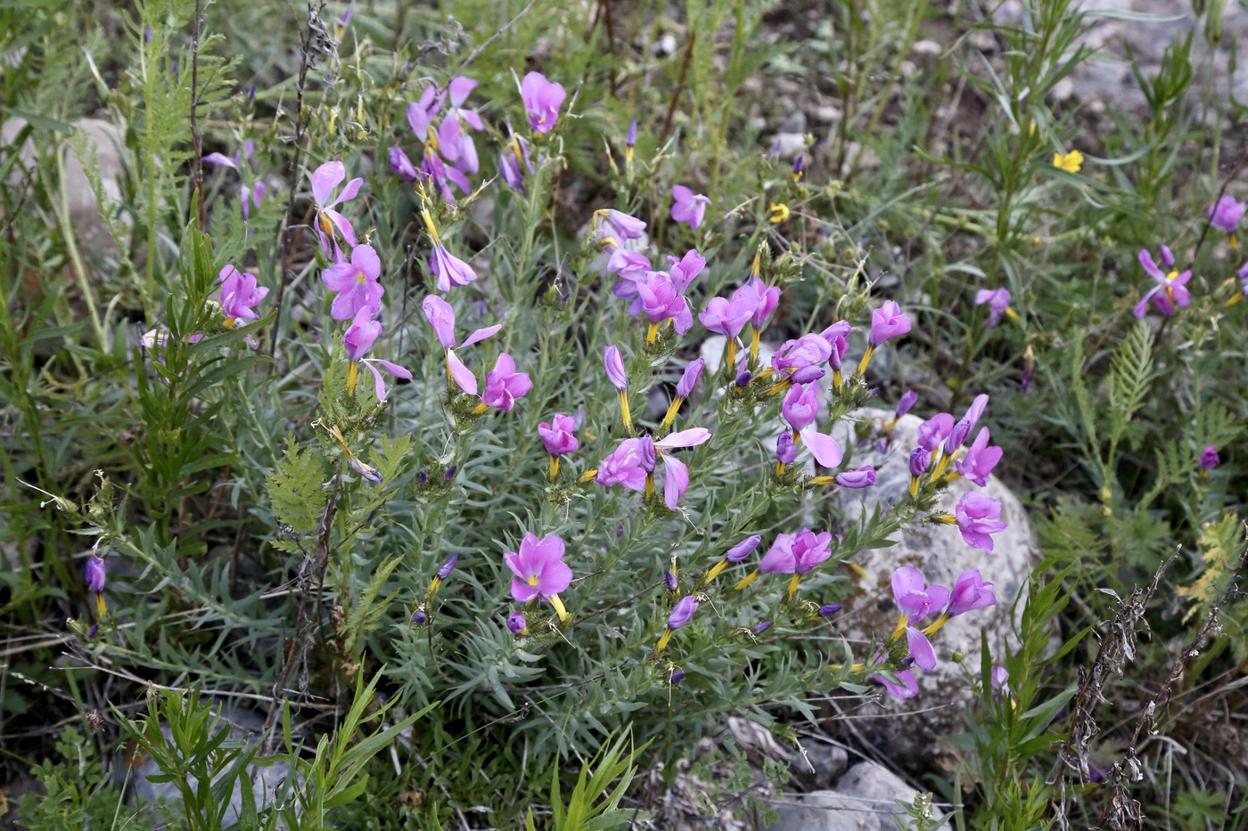 Image of Linum olgae specimen.