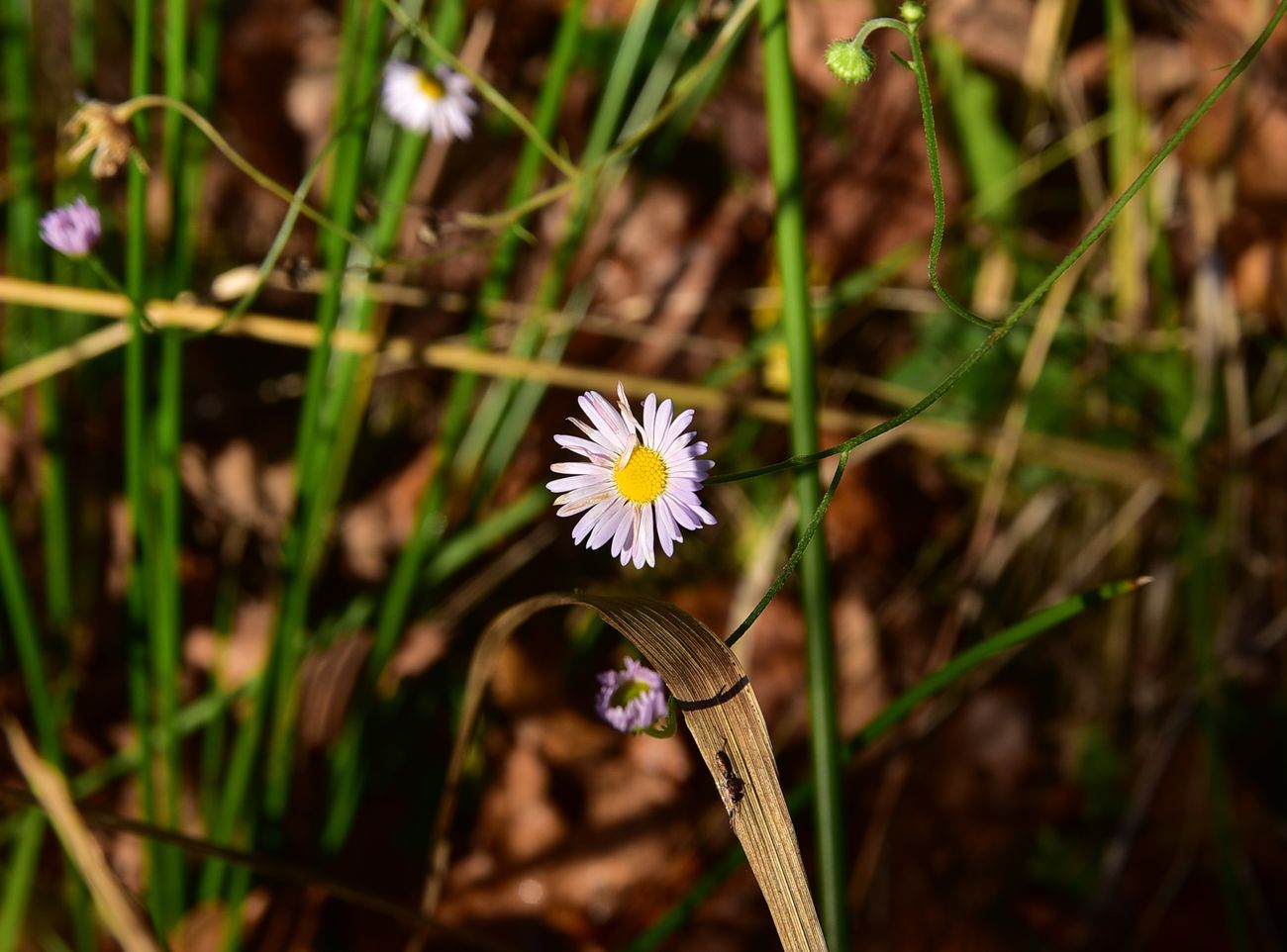 Image of Unknown species specimen.