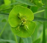 Image of taxon representative. Author is Анатолий Лисицын