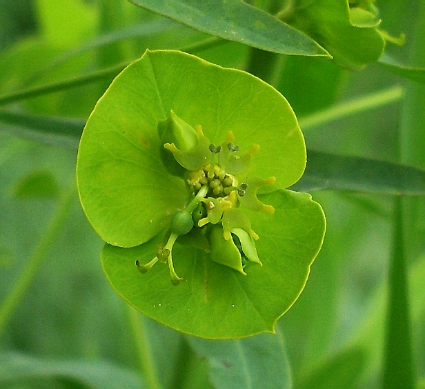 Image of Euphorbia virgata specimen.