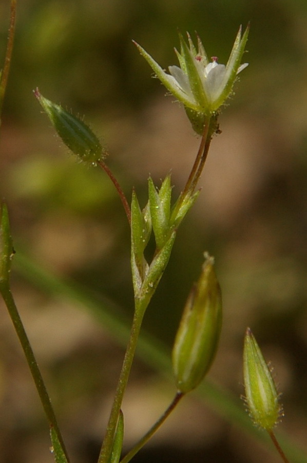 Image of Minuartia pseudohybrida specimen.