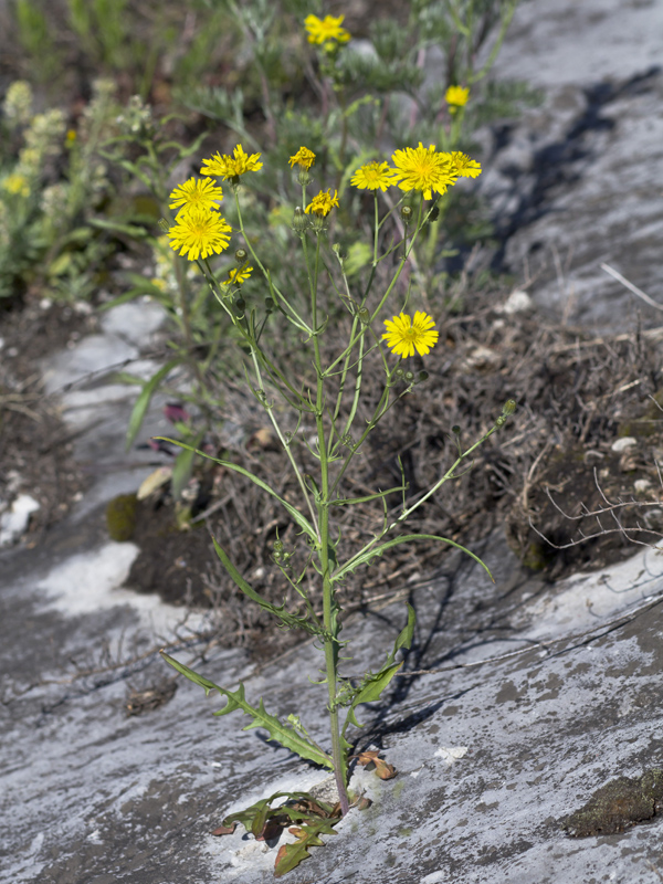 Изображение особи Crepis foliosa.