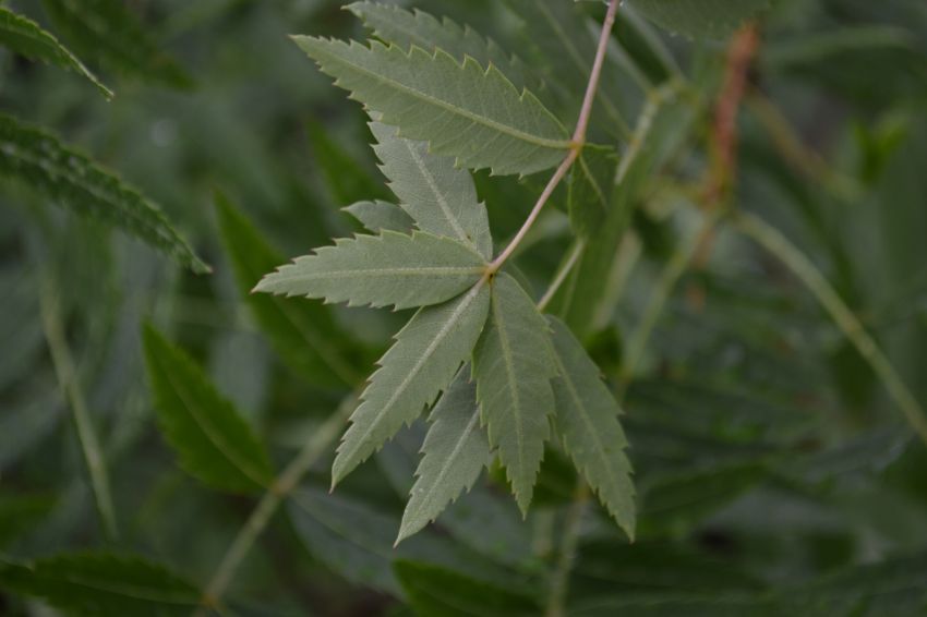 Image of Xanthoceras sorbifolium specimen.