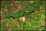 Arum cylindraceum