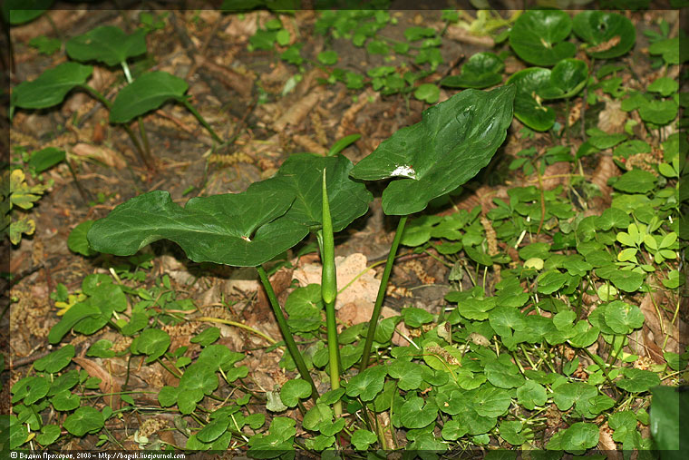 Изображение особи Arum cylindraceum.