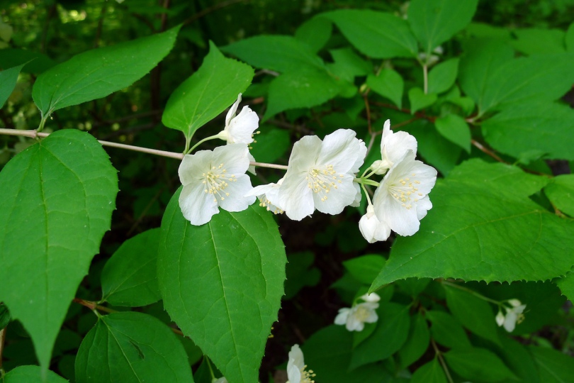 Изображение особи Philadelphus tenuifolius.