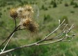 Arctium leiospermum. Веточка с прошлогодними соплодиями. Казахстан, Южно-Казахстанская обл., Угамский хр., ущ. р. Сазаната. 05.05.2011.