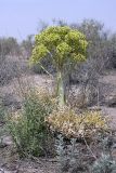 Ferula foetida. Плодоносящее растение. Таджикистан, заповедник \"Тигровая балка\". 17.04.2011.