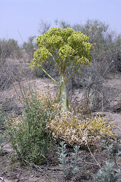 Изображение особи Ferula foetida.