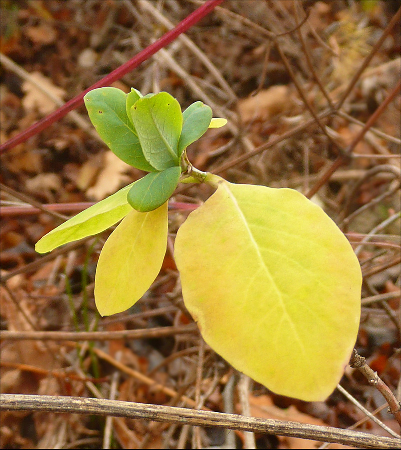 Изображение особи Lonicera etrusca.