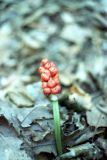 genus Arum