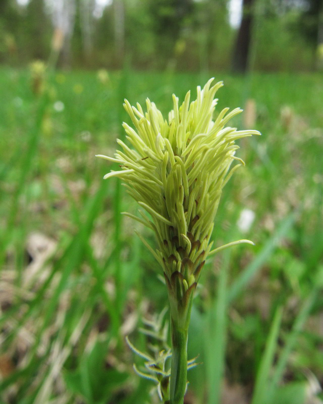Image of Carex ericetorum specimen.