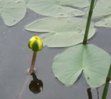 Nuphar pumila