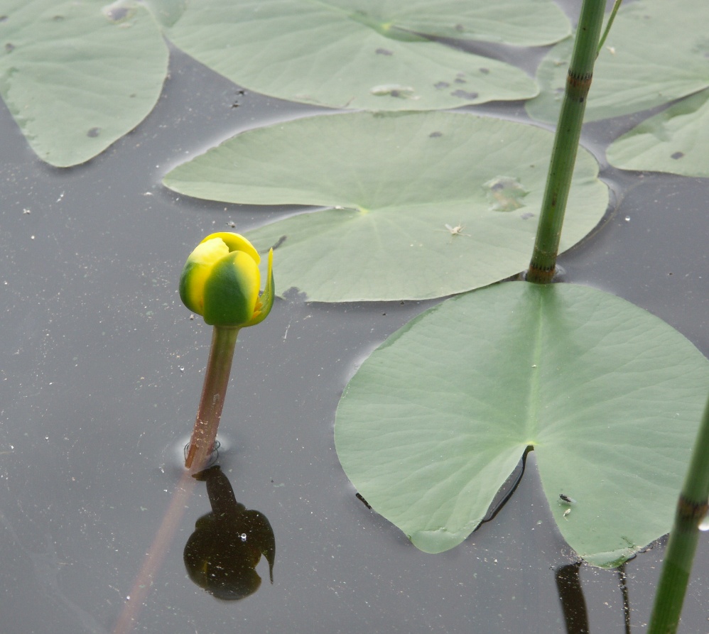 Image of Nuphar pumila specimen.