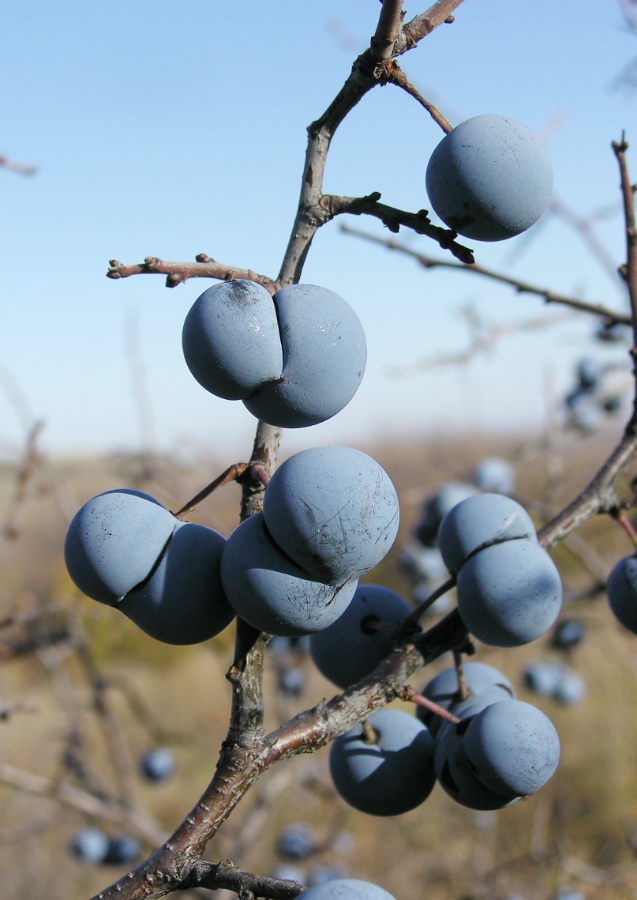 Image of Prunus stepposa specimen.