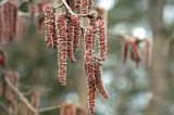 Populus tremula