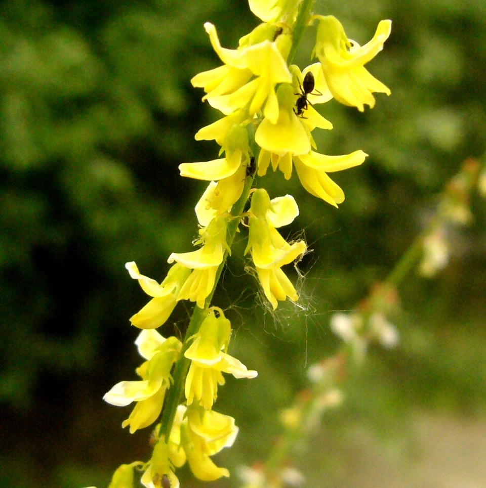 Image of Melilotus officinalis specimen.