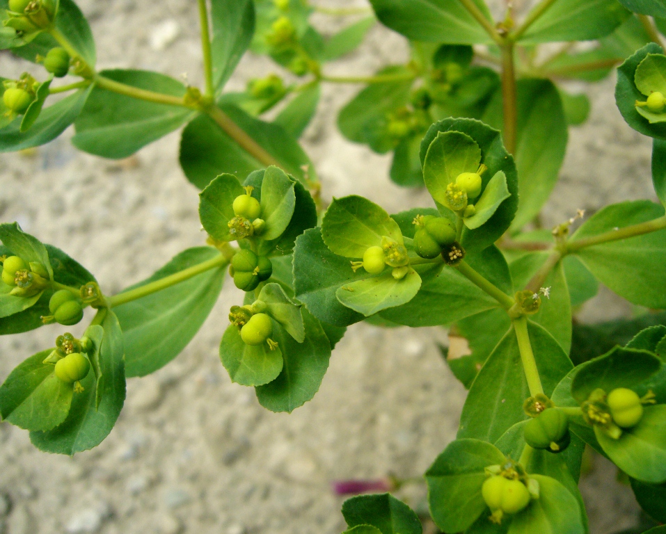 Изображение особи Euphorbia helioscopia.