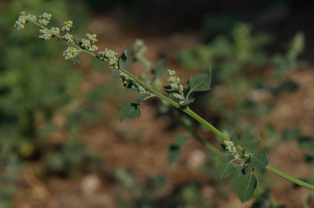 Image of Chenopodium opulifolium specimen.