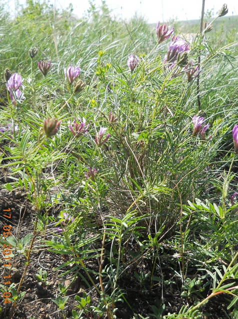 Изображение особи Astragalus oropolitanus.