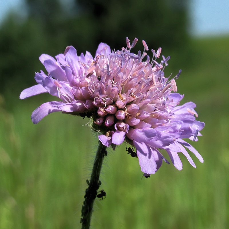 Image of Knautia arvensis specimen.