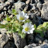 Cerastium alpinum