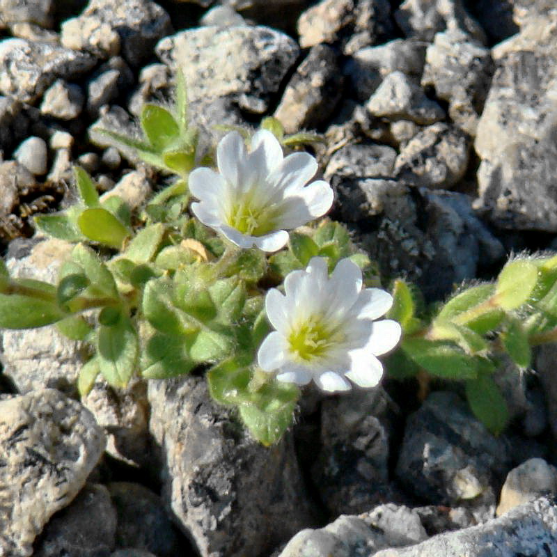Image of Cerastium alpinum specimen.