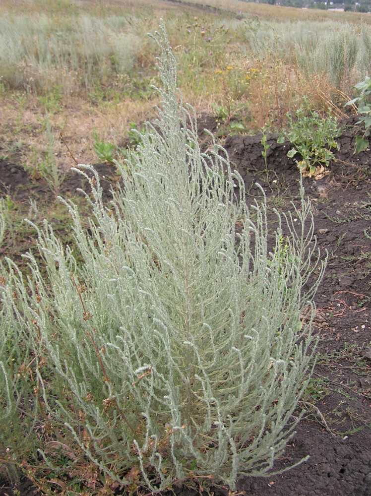 Image of Sedobassia sedoides specimen.