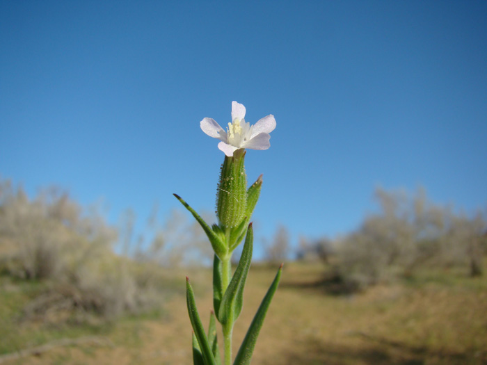 Изображение особи Pleconax coniflora.